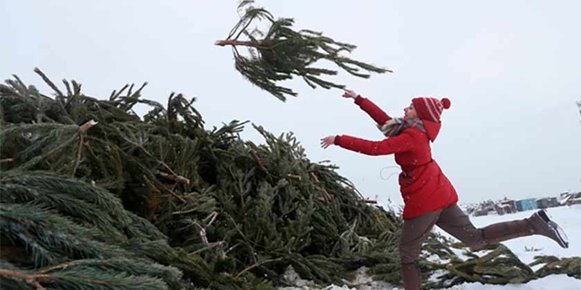 В Жуковском 15 января откроются два пункта приема натуральных елок, отслуживших свой срок