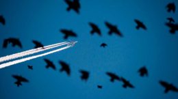 В аэропорту "Жуковский" птиц будут отпугивать пропановой пушкой