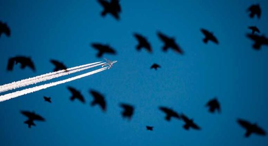 В аэропорту "Жуковский" птиц будут отпугивать пропановой пушкой