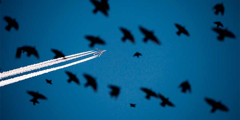 В аэропорту "Жуковский" птиц будут отпугивать пропановой пушкой