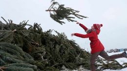 В Жуковском 15 января откроются два пункта приема натуральных елок, отслуживших свой срок