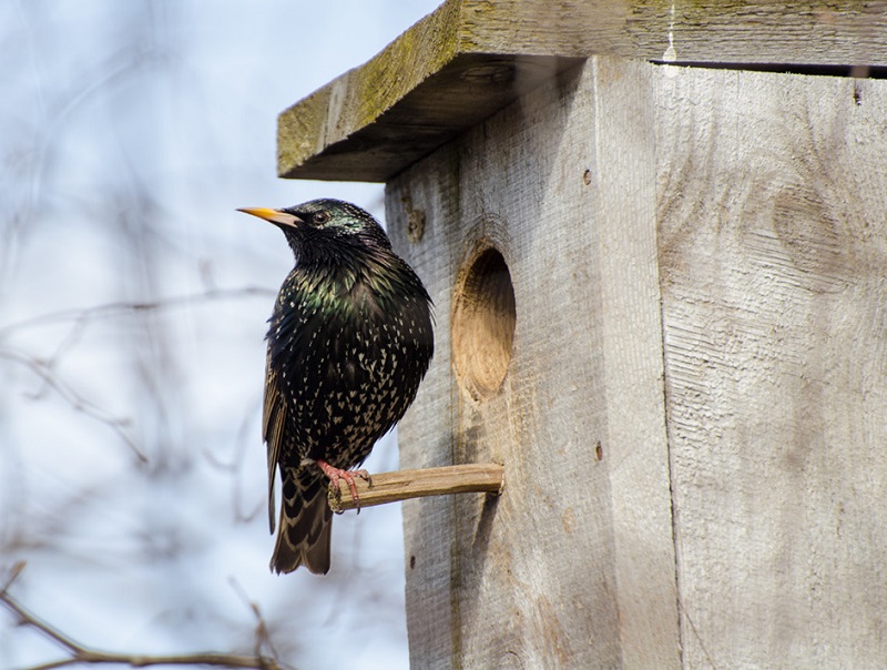 Орнитологи предупреждают: скворечники нужно развешивать правильно птицы