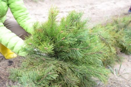 Более 3 000 саженцев сосны высадят в Раменском округе в рамках акции «Сад памяти» сосны