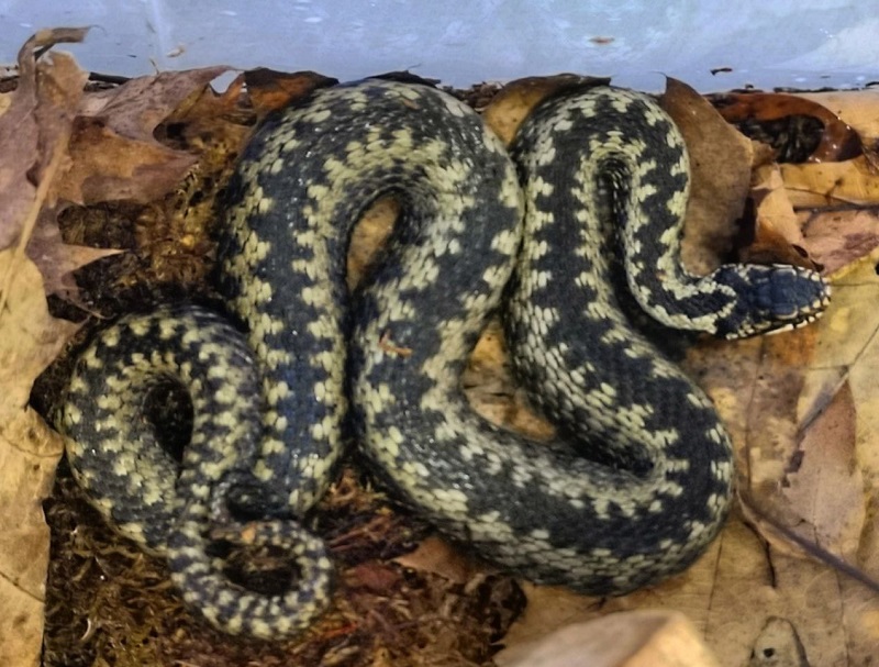 Минэкологии: активизация змей – обычное явление для сложившихся погодных условий змеи